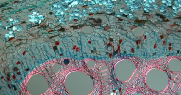 Houblon, tissu ramifié au microscope 100x - Séquence, vidéo