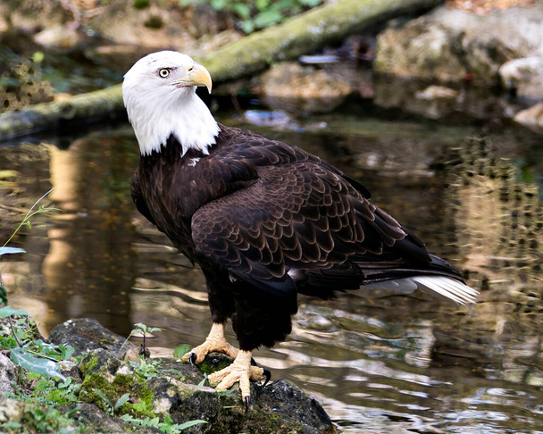 Bald Eagle close-up profile view on a rock by the water with blur background, displaying feathers, white head, eye, beak, talons, plumage, white tail, in its habitat and environment. Bald Eagle Stock Photo. - Foto, afbeelding