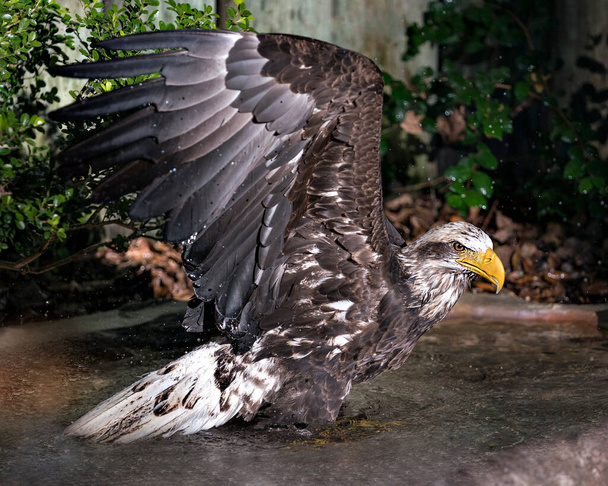 Águila calva vista de cerca del perfil de aves juveniles, bañándose en el agua y mostrando alas extendidas con un fondo de follaje en su hábitat y ambiente. Foto de Stock de Bald Eagle. - Foto, Imagen