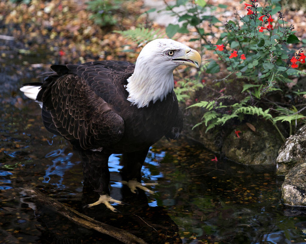Bald Eagle close-up profile view in the water with red wildflowers foreground, displaying feathers, white head, eye, beak, talons, plumage, white tail, in its habitat and environment. Bald Eagle Stock Photo. - Photo, Image