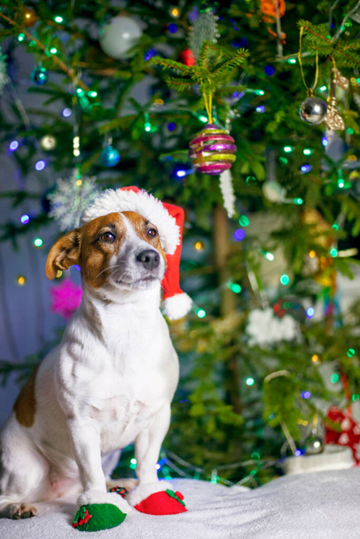 cute jack russell terrier in santa claus hat sits under a christmas tree, vertical, - Fotó, kép