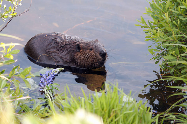 Beaver close-up profile eating lupine flowers in the water displaying brown fur coat, teeth, body, head, eye, ears, nose, paws, claws with a water background in  its habitat and environment. Beaver Stock Photo. - Фото, зображення