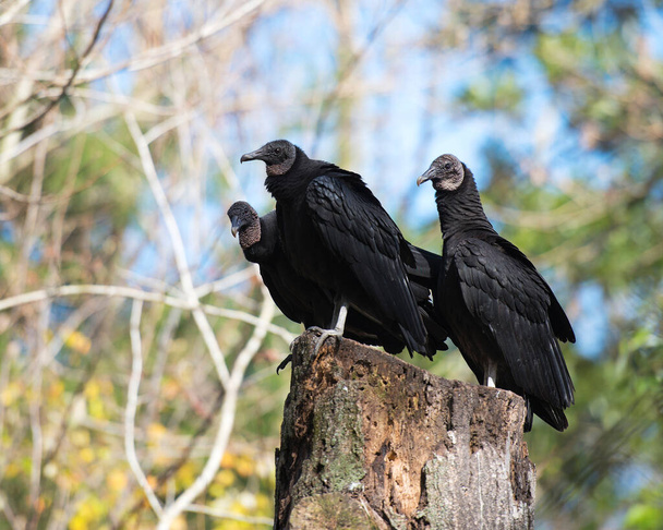 Black Vulture birds close up perched on a tree stump with a blur background, displaying black feather plumage in their environment and habitat. Three birds. Trio.  Black Vulture Stock Photo. Image. Picture. Portrait. - Zdjęcie, obraz