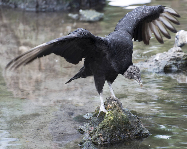 Black Vulture bird close up perched on a moss rock with spread wings, displaying black feather plumage, head, eye, beak, in its environment and habitat  with a blur water background.  Black Vulture Stock Photo. Image. Picture. Portrait. - Foto, Imagen