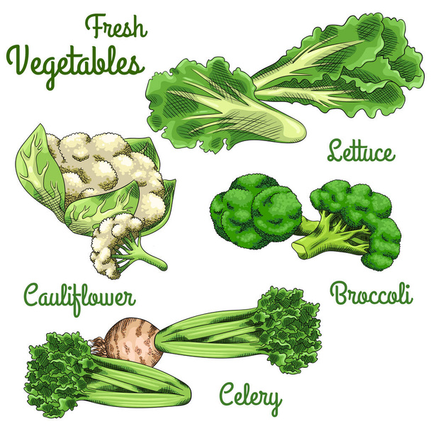 Egy csomó saláta, karfiol fej, brokkoli virág és zeller gyökérrel. Friss nyers zöldség. Izolált készlet - Vektor, kép