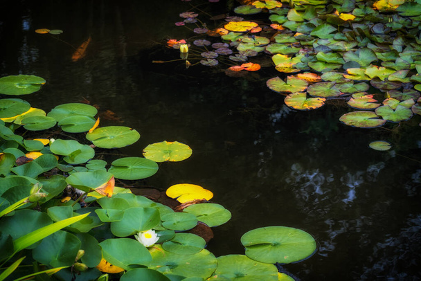 Seerosen im Teich mit Blumen - Foto, Bild