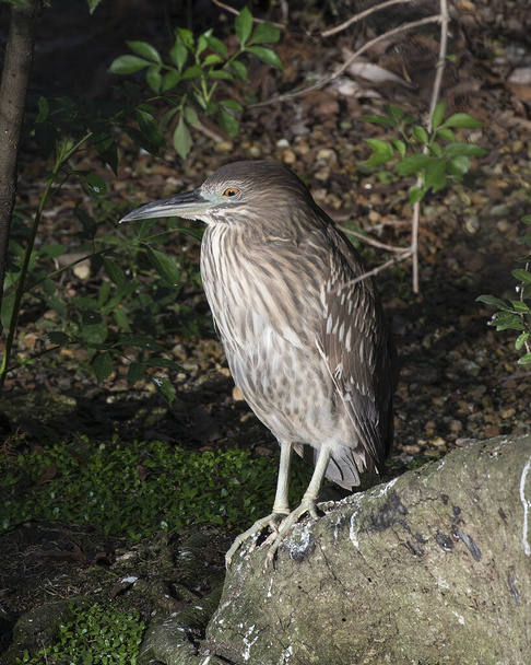 Black crowned Night-heron juvenile bird perched at the bottom of a tree displaying brown feather plumage, in its habitat and environment with foliage foreground and background. Black crowned Night heron stock photo. Image. Picture. Portrait. - Φωτογραφία, εικόνα