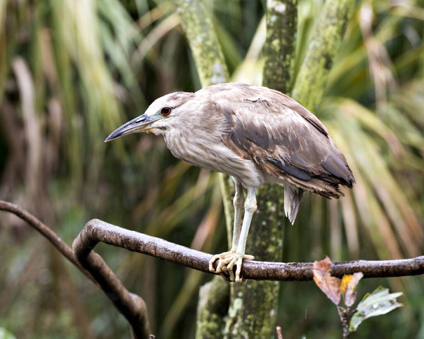 Black crowned Night-heron juvenile bird perched on a branch displaying brown feather plumage,body, head, eye, beak in its habitat and environment with a foliage background. Black crowned Night heron stock photo. Image. Picture. Portrait. - Fotografie, Obrázek