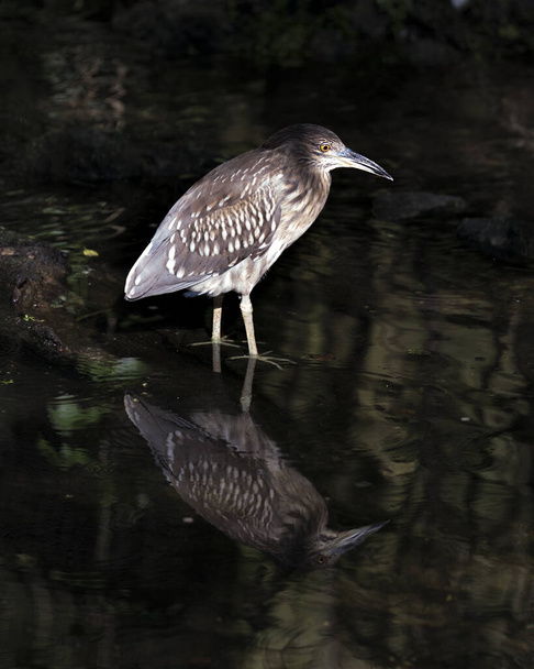 Black-crowned night-heron juvenile bird in the water with its reflection displaying its body, head, eye, feet, plumage with a background  in its environment and habitat. Black crowned Night heron stock photo. Image. Picture. Portrait. - Foto, imagen