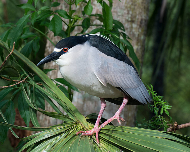 Black-crowned Night Heron  perched on foliage, displaying blue and white feather plumage, body, head, eye, beak, legs, feet with a blur  background in its habitat and habitat. Black-crowned Night Heron Stock Photo. - Photo, image