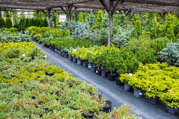 Section of conifers in the nursery-garden of decorative plants for gardens, greenhouses, and interior design. Many different plants thujas, spruces, junipers, pines stand on the floor in pots. - Foto, Bild