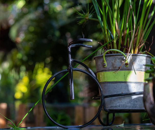 A metal bucket with a green plant used as an exterior decoration - Photo, Image