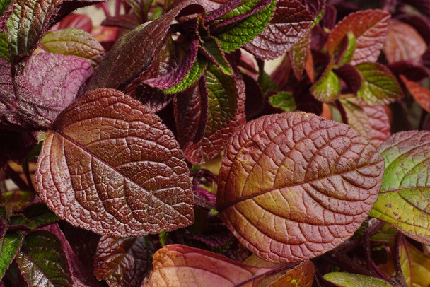 Decorative leaves in fall colors. Swedish ivy, Swedish begonia or whorled plectranthus is a plant in the family Lamiaceae. Annual plant.  - Photo, Image