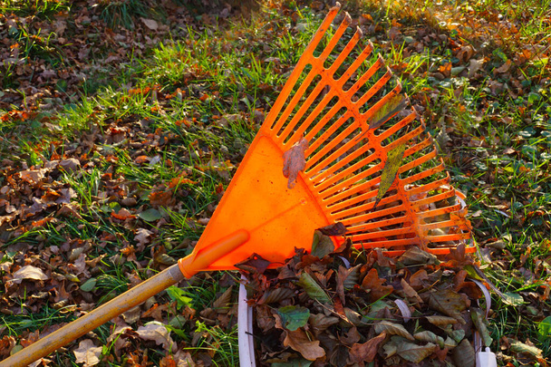 Rakes and leaves in the harsh autumn sun. Autumn garden work.  - Photo, Image