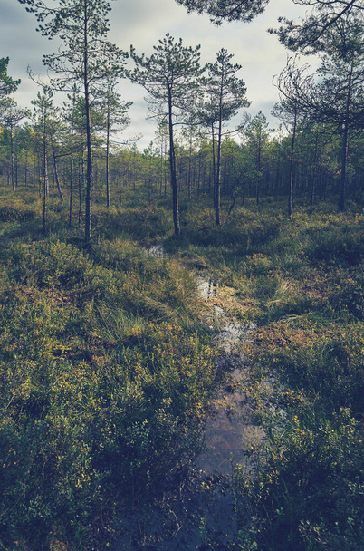 Naplemente a Kemeri Nemzeti Parkban, Lettországban - Fotó, kép