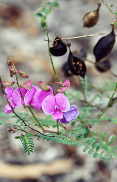 Black seed pods and purple Australian Indigo flowers, Indigofera australis, family fabaceae. Widespread in woodland and open forest in New South Wales, Queensland, Victoria, SA, WA and Tasmania - Photo, Image