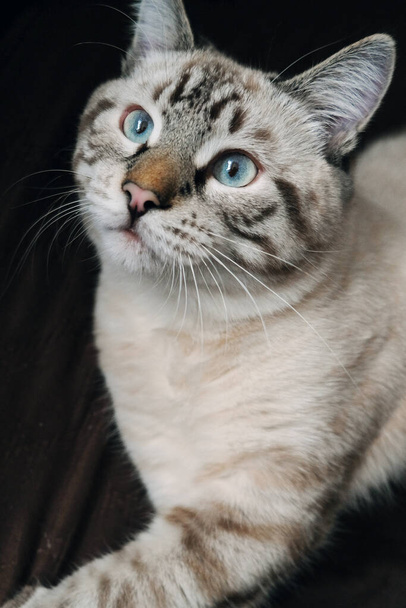 mirada de un gato doméstico sobre un fondo oscuro - Foto, imagen