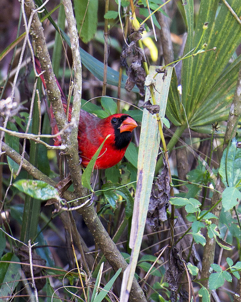 Cardinal bird male perched on a branch showing its beautiful red body, head, beak, eye, enjoying its surrounding and surrounding with a nice blur background. Image. Picture. Portrait. Cardinal Stock Photo. - Photo, Image