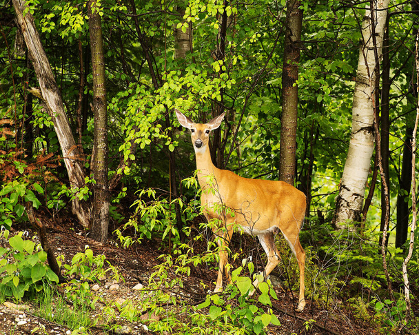 Cerfs dans la forêt montrant une fourrure rougeâtre brune, avec un fond de feuillage d'arbres dans son habitat et son environnement. Une image. Une photo. Portrait. Cerf photo de stock. - Photo, image