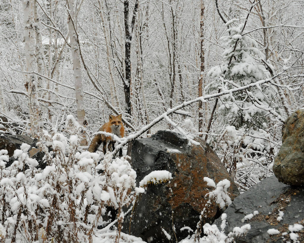 Red Fox animal  in the forest in the winter season behind a rock with a background of snow trees enjoying its habitat and environment while exposing its body, head, eyes, ears, nose, paws, tail. Fox Image. Picture. Portrait. Fox Stock Photo. - Foto, Imagem
