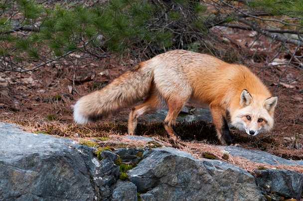 Red Fox close-up profiel zicht in het bos in zijn habitat en omgeving met gele rode vacht, lichaam, hoofd, ogen, oren, neus, natte poten, bossige staart met een pijnboom achtergrond. Fox Stock Foto. Fox Afbeelding. Afbeelding. Portret. - Foto, afbeelding