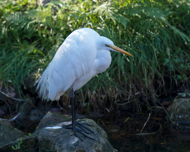 Great White Egret standing on moss rocks with foliage background in its environment and surrounding. - Photo, image