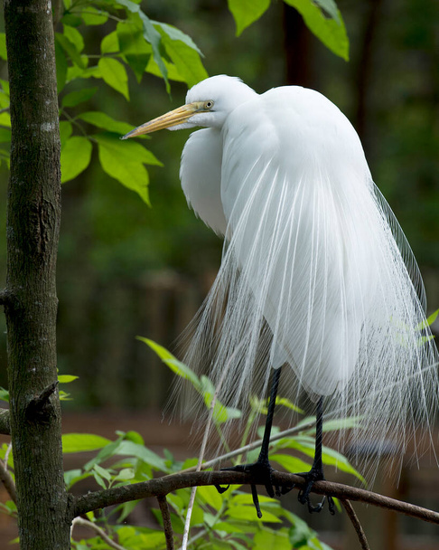 Great White Egret close-up profile view with a blur background, displaying long yellow beak, eye, white feathers plumage with a blur background in its environment and habitat. - Φωτογραφία, εικόνα