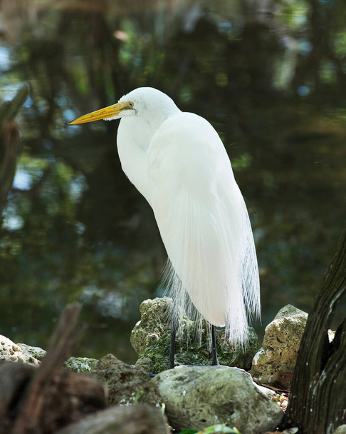 Great White Egret standing on moss rocks with blur background in its environment and habitat displaying its fluffy white feather, yellow beak, black legs - 写真・画像