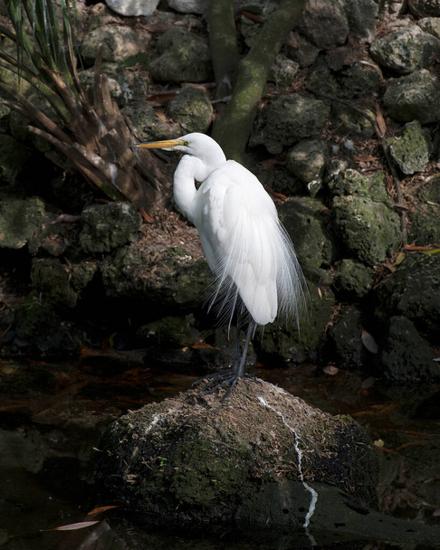 Great White Egret standing on a moss rocks and foliage background in its environment and habitat. Great Egret Image. Picture. Portrait. Great Egret Stock Photo. - Photo, image