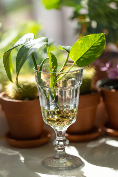 Young sprouts of Golden pothos / Epipremnum aureum with root in transparent wineglass and houseplants in terracotta clay plant pot on windowsill at home. Sun light. Indoor garden. - Fotografie, Obrázek