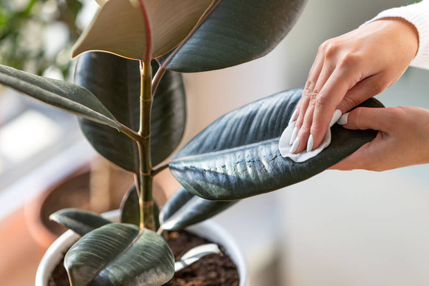 Las manos de jardinero hembra limpiando el polvo de las hojas de las plantas de interior, cuidando la planta Ficus Elastic Robusta usando una almohadilla de algodón, de cerca. Jardinería doméstica. - Foto, imagen