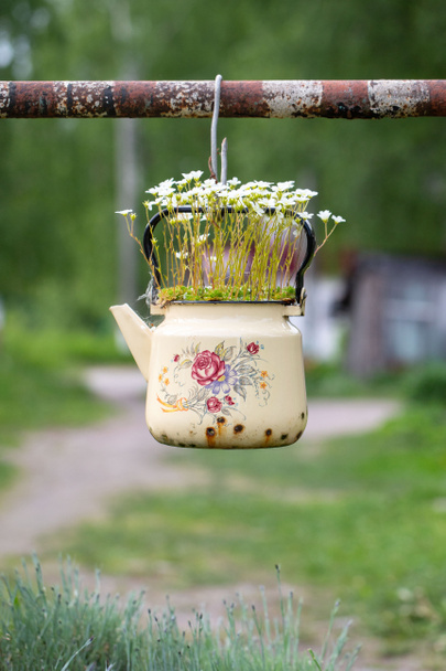 Квітуча рослина з маленькими білими квітами в старовинному емальованому бежевому чайнику на відкритому повітрі. Вибірковий м'який фокус. Повторне використання непотрібних речей у повсякденному житті
.  - Фото, зображення