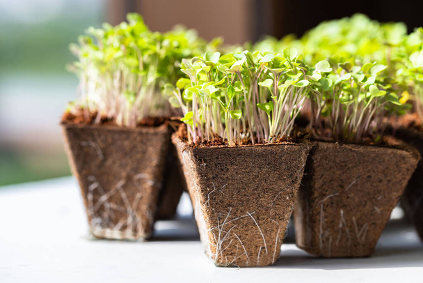 Close up of young green sprouts arugula with roots in biodegradable peat pot for seedling, ready for transplanting. Gardening, growing in hotbed, summer planting. New life plant. - Photo, Image