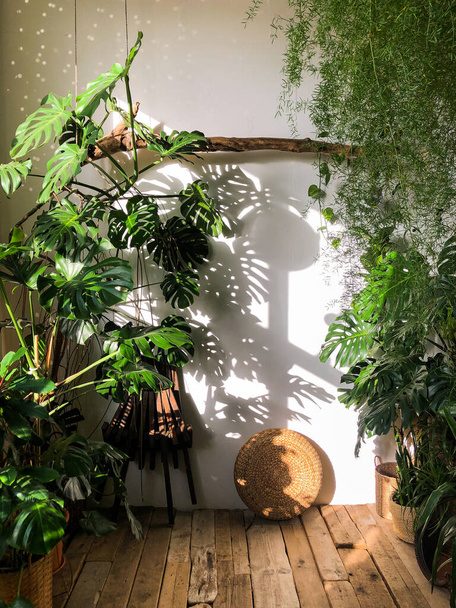 Вид на домашнее растение монстра в гостиной с деревянным полом. Внутреннее растение освещается солнечным светом. Уютный домашний сад - Фото, изображение