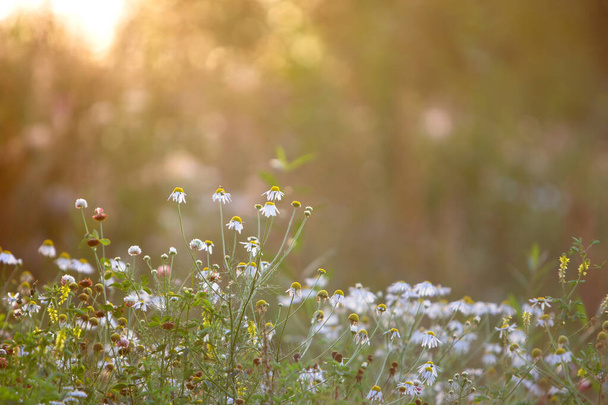Wildblumen auf dem Feld bei Sonnenuntergang, warme Sommerstrahlen auf verschwommenem Hintergrund, weicher Fokus. Sonnige Wiese / - Foto, Bild