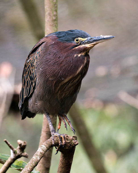 Green Heron perched on a branch displaying blue green feathers, beak, head, eye,  with a blur background in its environment and habitat. Green Heron Stock Photo. Image. Picture. Portrait. - Photo, image