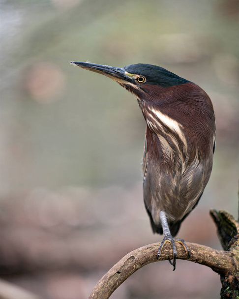 Green Heron close-up profile view, perched on a branch displaying blue feathers, body, beak, head, eye, feet with a blur background in its environment and habitat. Green Heron Stock Photo. Image. Picture. Portrait. - Fotó, kép