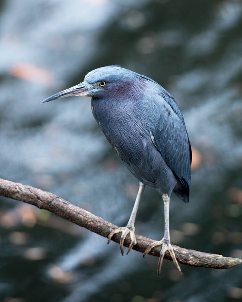 Little Blue Heron close-up profile view perched displaying blue feathers plumage, head, beak, eye, feet in its environment and habitat. Little Blue Heron Stock Photo. Image. Picture. Portrait. - Fotoğraf, Görsel