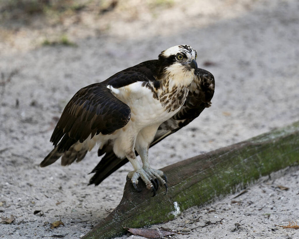 Vista de primer plano del perfil de Osprey encaramado con fondo de arena borrosa que muestra plumas marrones, alas extendidas, ojos, pico, garras, en su hábitat y entorno. Foto de Stock de Osprey. Imagen. Una foto. Retrato. - Foto, imagen