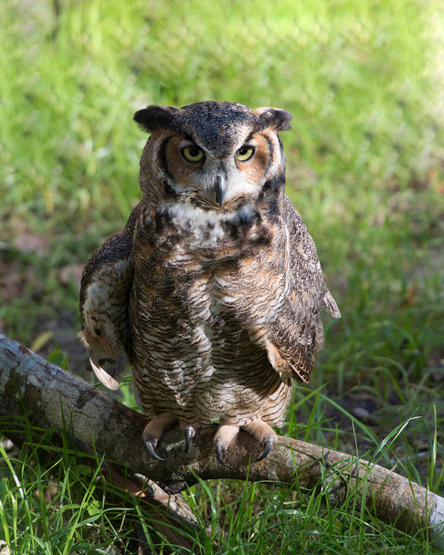 Owl close-up profile view looking at the camera with a blur background displaying its brown feathers plumage, eye, beak, talons in its environment and habitat. Owl Stock Photo. Image. Picture. Portrait. - Photo, Image
