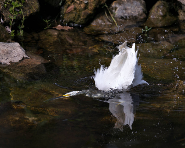Snowy Egret lähikuva profiilin näkymä pään vedenalainen näyttää valkoinen höyhenet, pää, nokka, silmä, pörröinen plumage, keltaiset jalat sen ympäristössä ja elinympäristössä. Snowy Egret Stock valokuva. Kuva. Kuvassa. Muotokuva. - Valokuva, kuva