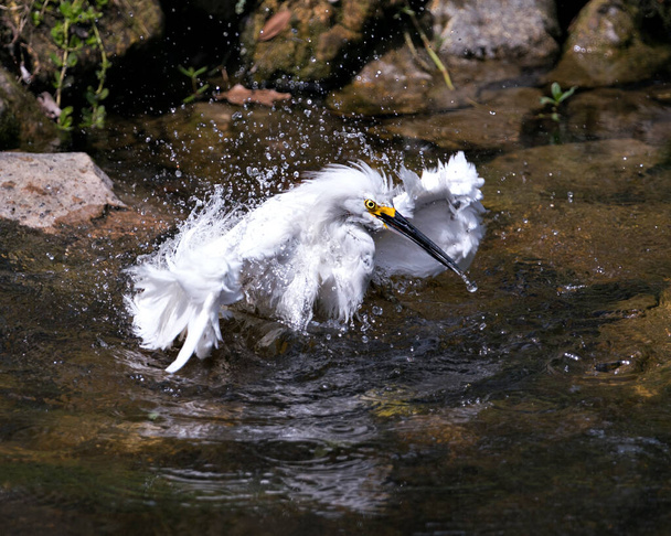 Snowy Egret vista de primer plano del perfil tomando un baño en el agua y mostrando plumas húmedas, cabeza, pico, ojo, en su entorno y hábitat. Foto de Stock de Snowy Egret. Imagen. Una foto. Retrato. - Foto, Imagen