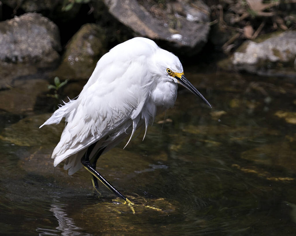 Snowy Egret close-up profile view in the water with rock and moss background, displaying white feathers, head, beak, eye, fluffy plumage, yellow feet in its environment and habitat. Snowy Egret Stock Photo. Image. Picture. Portrait. - Foto, imagen