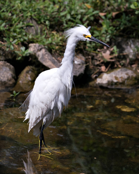 Snowy Egret close-up profile view standing in the water with rock and moss background, displaying wet white feathers, head, beak, eye, fluffy plumage, yellow feet in its environment and habitat. Snowy Egret Stock Photo. Image. Picture. Portrait. - Φωτογραφία, εικόνα