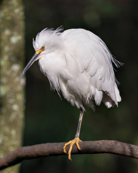 Snowy Egret close up profile view perched on branch displaying white feathers plumage, fluffy plumage, head, beak, eye, feet in its environment and habitat with a blur background.  Snowy Egret Stock Photo. Image. Picture. Portrait. - Photo, image