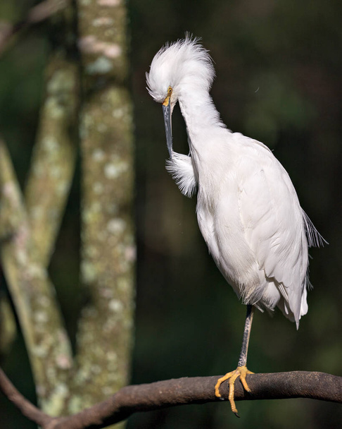 Snowy Egret close up profile view perched on branch cleaning wing feathers displaying white feathers plumage, fluffy plumage,  in its environment and habitat with a blur background. Snowy Egret Stock Photo. Image. Picture. Portrait. - Fotó, kép