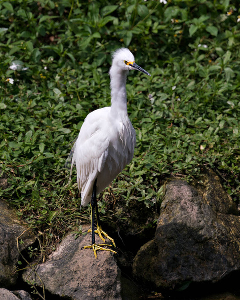 Snowy Egret bird close-up profile view standing on moss rocks with foliage background, displaying white feathers, head, beak, eye, fluffy plumage, yellow feet in its environment and habitat. Snowy Egret Stock Photo. Image. Picture. Portrait. - Foto, afbeelding