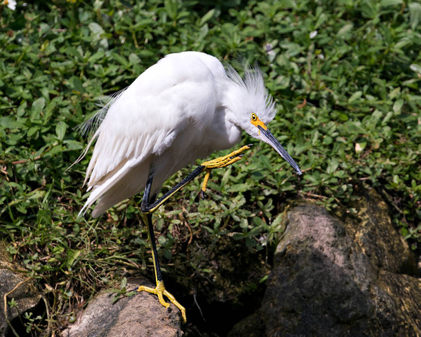 Snowy Egret close-up profile view standing on moss rocks with foliage background, scratching beak and displaying white feathers, head, eye, fluffy plumage, yellow feet in its environment and habitat. Snowy Egret Stock Photo. Image. Picture. Portrait. - Photo, image