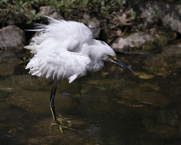 Snowy Egret close-up profile view in the water with rock and moss background, displaying white feathers, head, beak, eye, fluffy plumage, yellow feet in its environment and habitat. Snowy Egret Stock Photo. Image. Picture. Portrait. - Foto, Bild