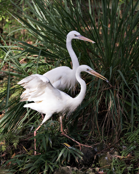 Fehér Heron madarak közelkép profilkép megjelenítése fehér toll tollazat, fej, szem, csőr, hosszú nyak, a lombozat háttér környezetében és élőhelyén. Fehér Heron Stock Fotók. Képet. Képet. Portré. - Fotó, kép